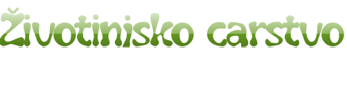 zivotinjsko carstvo igra za decu